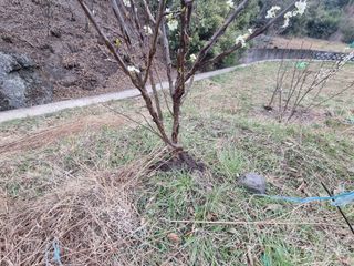 새싹님의 기타작물 · 영농일지 작성글 사진