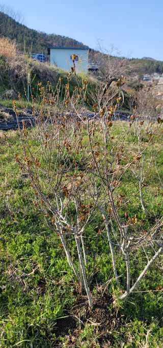 박종화님의 기타작물 · 영농일지 작성글 사진