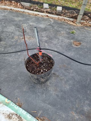 라온베리님의 블루베리 · 영농일지 작성글 사진