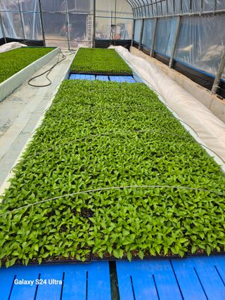 gigibae111님의 고추 · 영농일지 작성글 사진