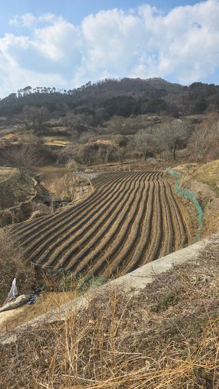 달빛소년(김광순)님의 감자 · 영농일지 작성글 사진