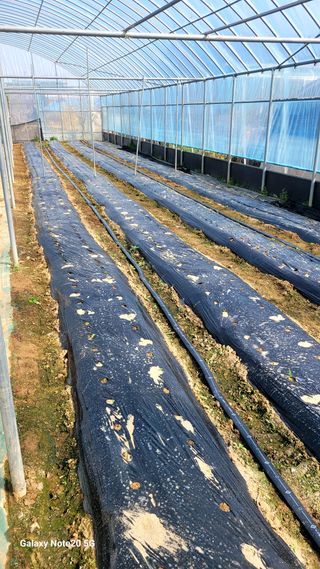 제주농부님의 참깨 · 영농일지 작성글 사진