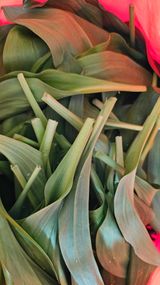 팜모닝 기타작물·영농일지 게시글 이미지