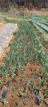 팜모닝 기타작물·영농일지 게시글 이미지