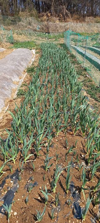 고병길님의 기타작물 · 영농일지 작성글 사진