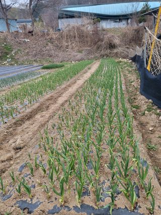 이상욱님의 마늘 · 영농일지 작성글 사진