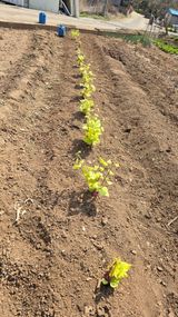 팜모닝 기타작물·영농일지 게시글 이미지