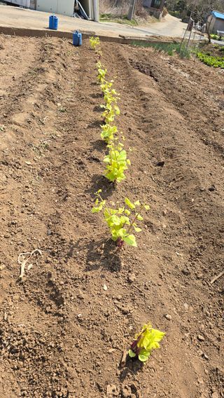 김흥환 님의 기타작물 · 영농일지 작성글 사진