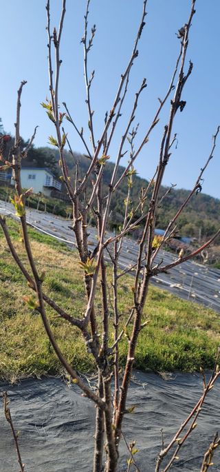 박종화님의 기타작물 · 영농일지 작성글 사진