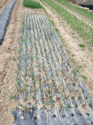 이상욱님의 마늘 · 영농일지 작성글 사진