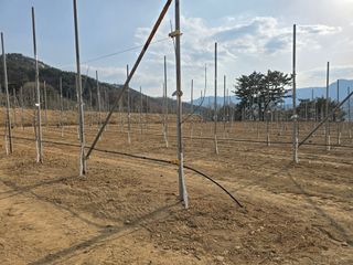 이흥식(청아농원)님의 사과 · 영농일지 작성글 사진