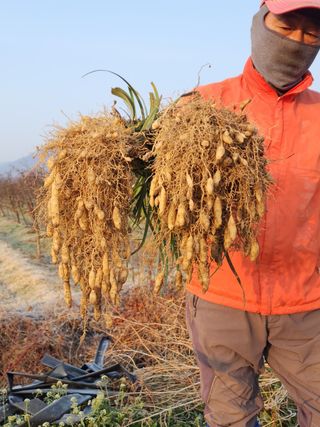 유혜영님의 기타작물 · 영농일지 작성글 사진