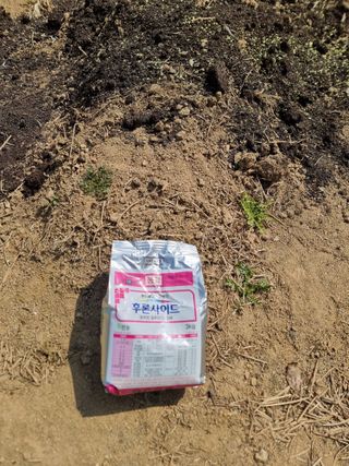 라온베리님의 고추 · 영농일지 작성글 사진