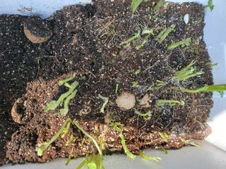 삼성농산님의 기타작물 · 영농일지 작성글 사진