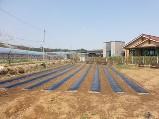 신득경님의 고추 · 영농일지 작성글 사진