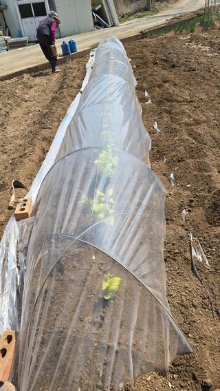 김흥환 님의 기타작물 · 영농일지 작성글 사진