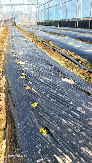 제주농부님의 참깨 · 영농일지 작성글 사진