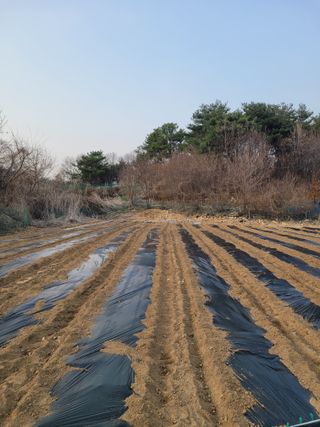 민원배님의 고추 · 영농일지 작성글 사진