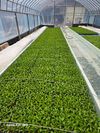 gigibae111님의 고추 · 영농일지 작성글 사진