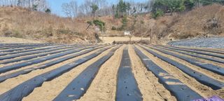 박사원농장님의 기타작물 · 영농일지 작성글 사진