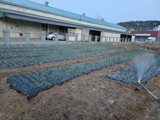 뚜벅이님의 마늘 · 영농일지 작성글 사진