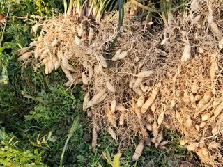 유혜영님의 기타작물 · 영농일지 작성글 사진