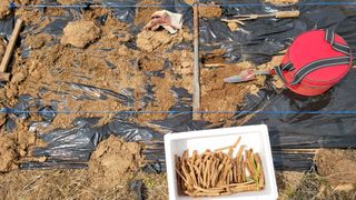 아로니아체리농부유튜님의 두릅 · 영농일지 작성글 사진