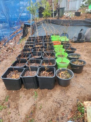 벽창호(죽동농부)님의 사과 · 영농일지 작성글 사진