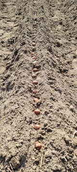 팜모닝 기타작물·영농일지 게시글 이미지