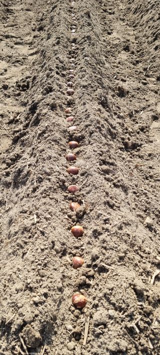 황인동님의 기타작물 · 영농일지 작성글 사진