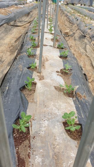 이경옥님의 기타작물 · 영농일지 작성글 사진