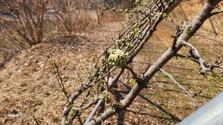 김준한님의 기타작물 · 영농일지 작성글 사진