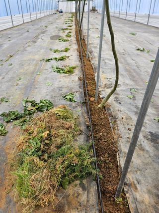 박미라님의 기타작물 · 영농일지 작성글 사진