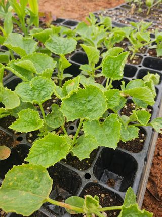 강선미님의 기타작물 · 영농일지 작성글 사진