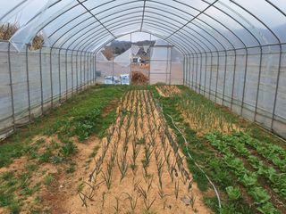 정희군님의 양파 · 영농일지 작성글 사진