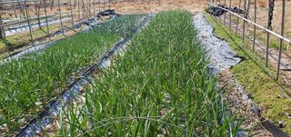 김원기님의 마늘 · 영농일지 작성글 사진