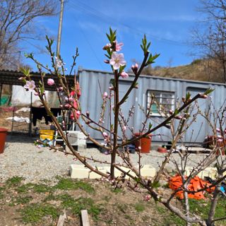 양배추21889님의 복숭아 · 영농일지 작성글 사진