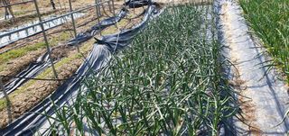 김원기님의 마늘 · 영농일지 작성글 사진