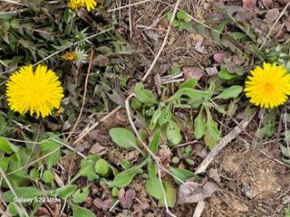 공주유구 구계박만호님의 기타작물 · 영농일지 작성글 사진