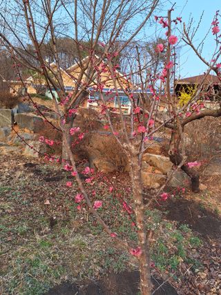 정희군님의 기타작물 · 영농일지 작성글 사진