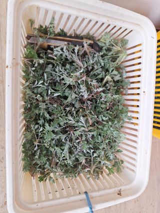 정희군님의 양파 · 영농일지 작성글 사진