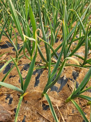 벽창호(죽동농부)님의 사과 · 영농일지 작성글 사진