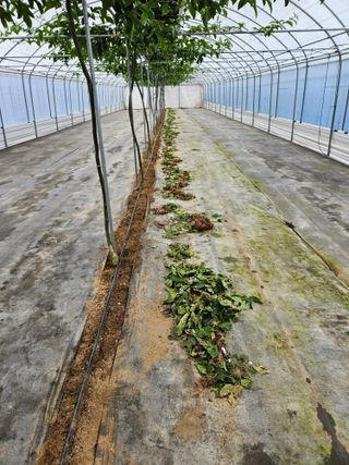 박미라님의 기타작물 · 영농일지 작성글 사진