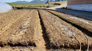 아로니아체리농부유튜님의 기타작물 · 영농일지 작성글 사진