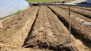 아로니아체리농부유튜님의 기타작물 · 영농일지 작성글 사진