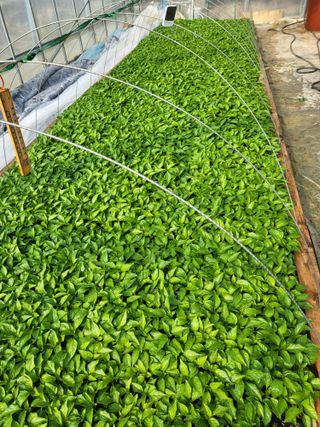 이상욱님의 고추 · 영농일지 작성글 사진