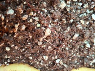 브리즈팜님의 기타작물 · 영농일지 작성글 사진