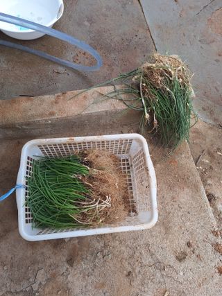 정희군님의 양파 · 영농일지 작성글 사진