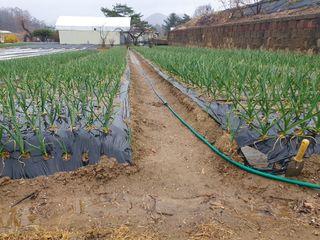 김정태님의 마늘 · 영농일지 작성글 사진