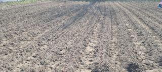 황인동님의 기타작물 · 영농일지 작성글 사진